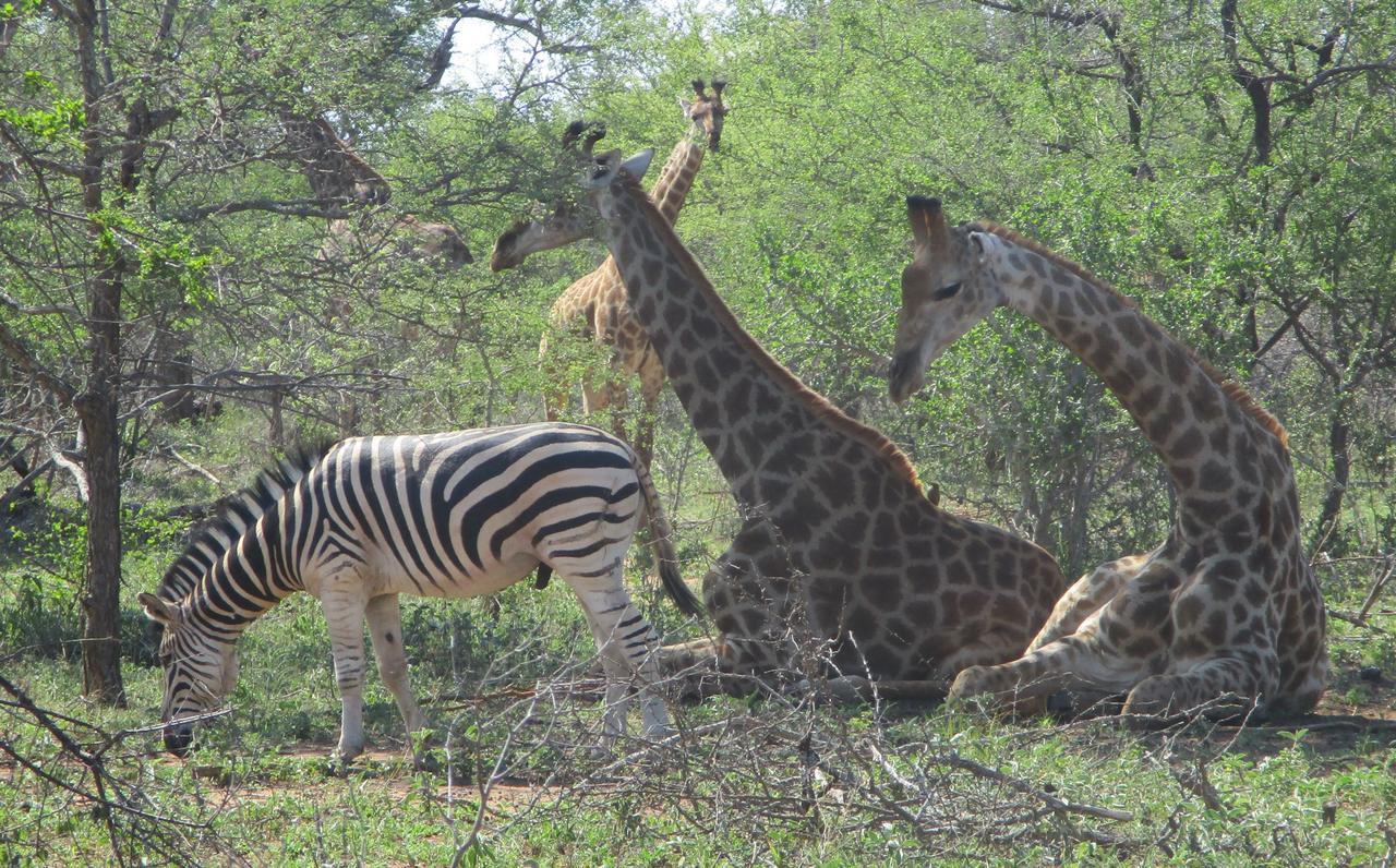 Woodpecker Lodge B&B Hoedspruit Εξωτερικό φωτογραφία