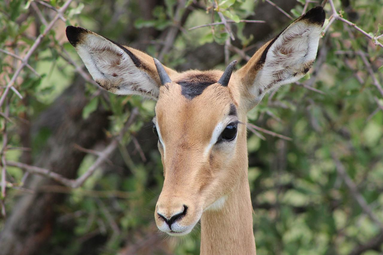 Woodpecker Lodge B&B Hoedspruit Εξωτερικό φωτογραφία